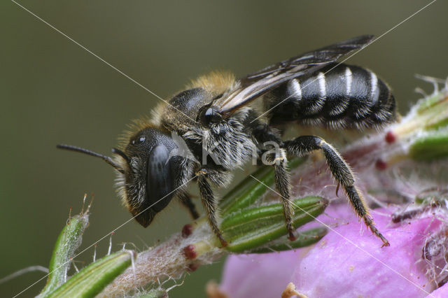 Osmia claviventris