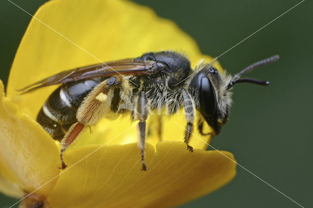 Andrena wilkella