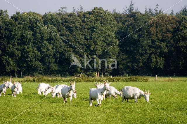 Goat (Capra spp)