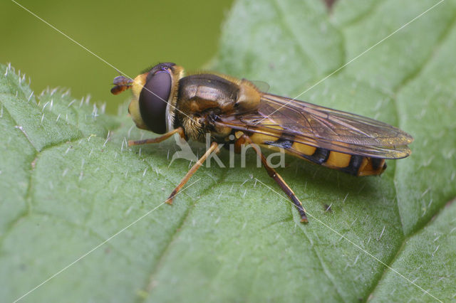 Hover fly (Eupeodes latifasciatus)