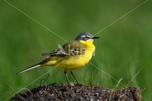 Yellow Wagtail (Motacilla flava)