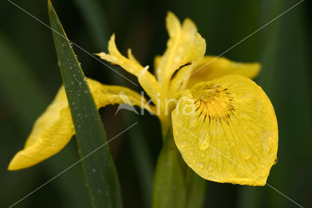 Gele lis (Iris pseudacorus)