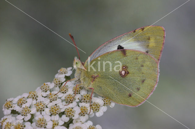 Pale Clouded Yellow (Colias hyale