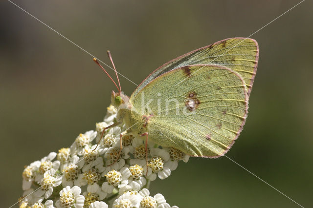 Pale Clouded Yellow (Colias hyale