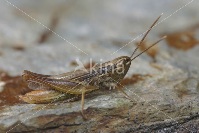 Euchorthippus pulvinatus