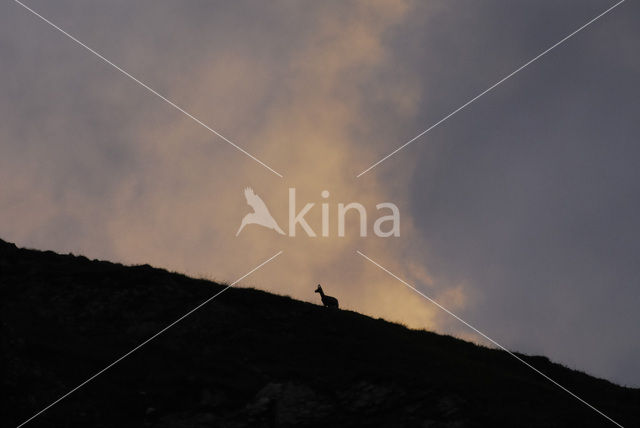 Chamois (Rupicapra rupicapra)