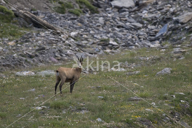 Chamois (Rupicapra rupicapra)