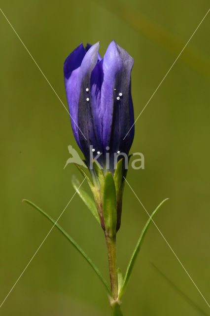 Alcon Blue (Maculinea alcon)