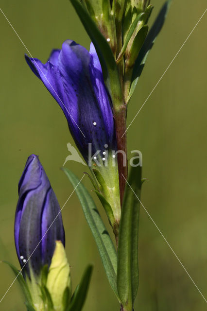 Alcon Blue (Maculinea alcon)