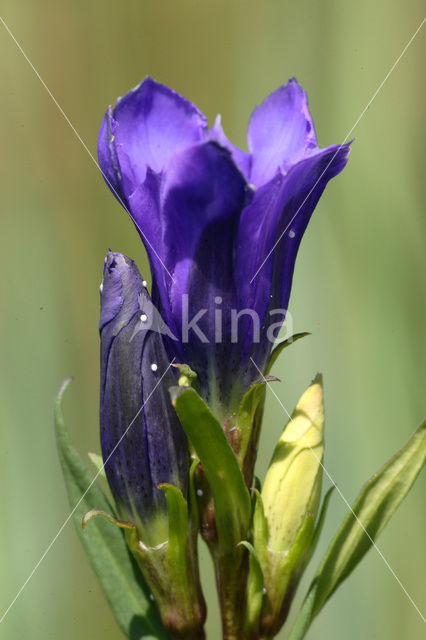 Alcon Blue (Maculinea alcon)