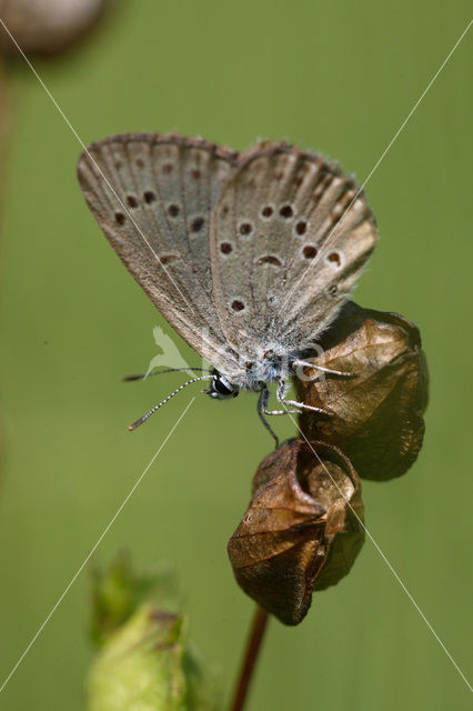 Alcon Blue (Maculinea alcon)