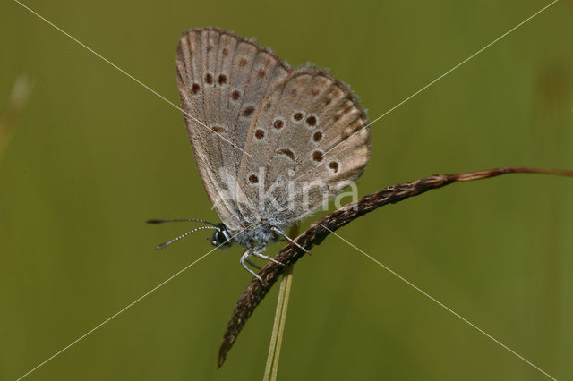 Gentiaanblauwtje (Maculinea alcon)