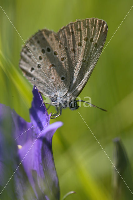 Gentiaanblauwtje (Maculinea alcon)