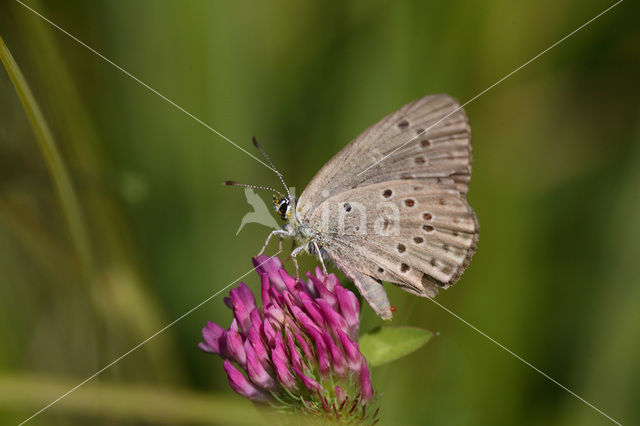 Alcon Blue (Maculinea alcon)