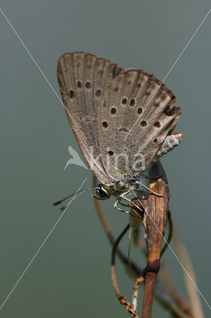 Gentiaanblauwtje (Maculinea alcon)