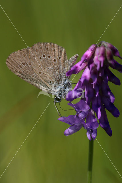 Alcon Blue (Maculinea alcon)