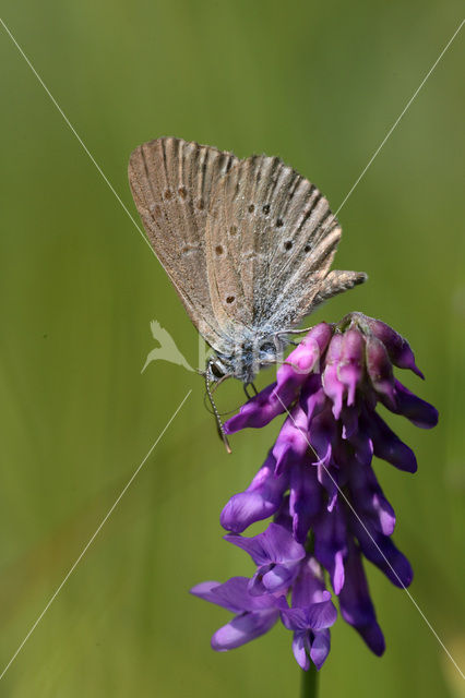 Alcon Blue (Maculinea alcon)