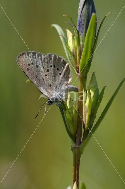 Gentiaanblauwtje (Maculinea alcon)