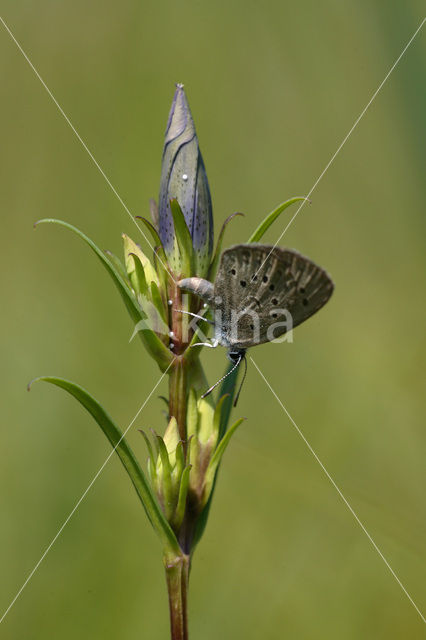 Gentiaanblauwtje (Maculinea alcon)