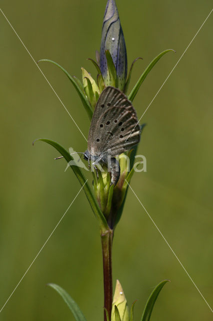 Alcon Blue (Maculinea alcon)