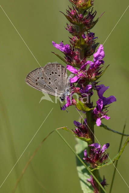 Gentiaanblauwtje (Maculinea alcon)