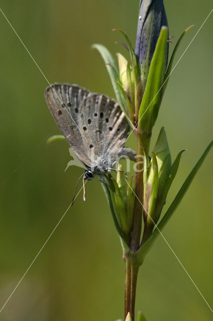 Alcon Blue (Maculinea alcon)