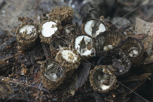 fluted Bird’s Nest (Cyathus striatus)