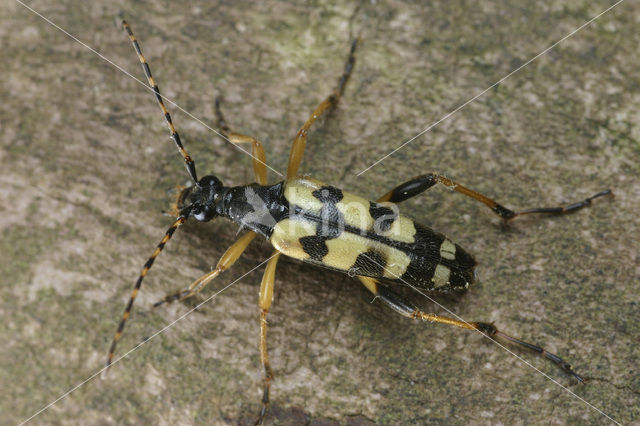 Gevlekte Smalbok (Leptura maculata)