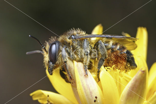 Gewone behangersbij (Megachile versicolor)