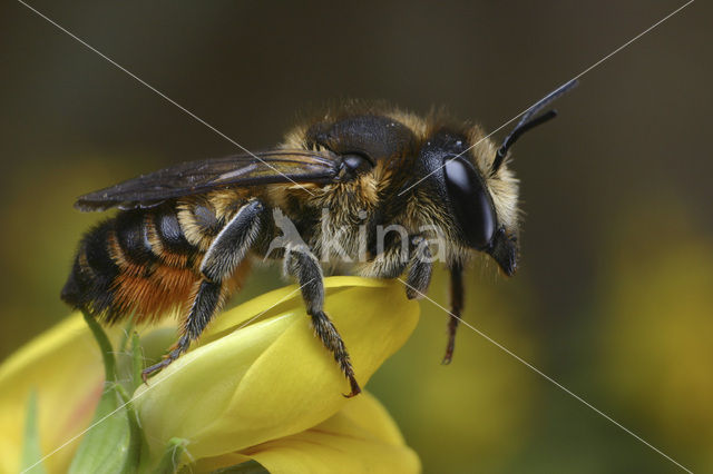 Gewone behangersbij (Megachile versicolor)