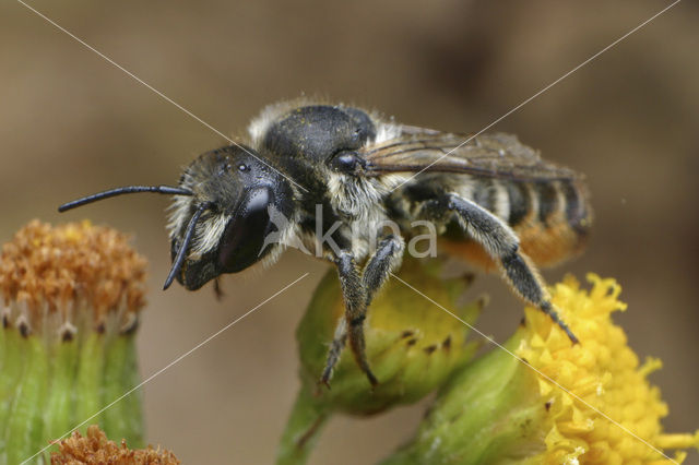 Gewone behangersbij (Megachile versicolor)
