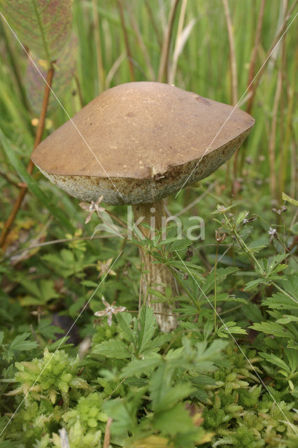 Bronw birch bolete (Leccinum scabrum)