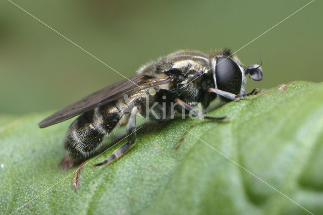 onion bulb fly (Eumerus strigatus)