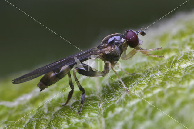 Gewone bronzwever (Sphegina clunipes)