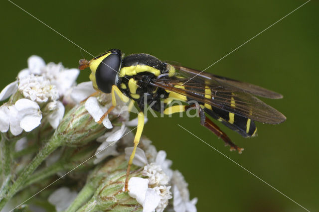 Hoverfly (Xanthogramma pedissequum)