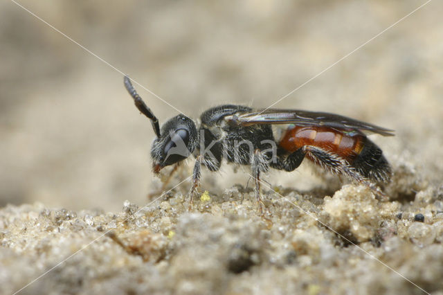 Gewone dwergbloedbij (Sphecodes miniatus)