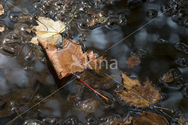 Sycamore (Acer pseudoplatanus)