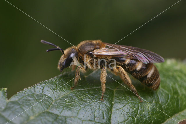 Slender Mining Bee (Lasioglossum calceatum)