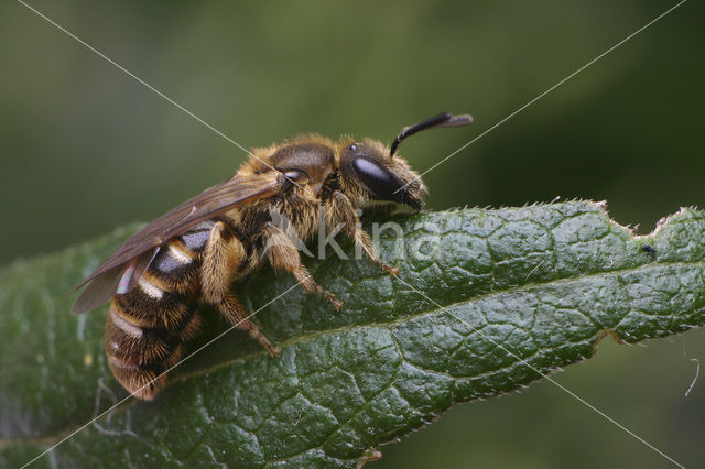 Slender Mining Bee (Lasioglossum calceatum)