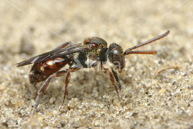 Gewone kleine wespbij (Nomada flavoguttata)