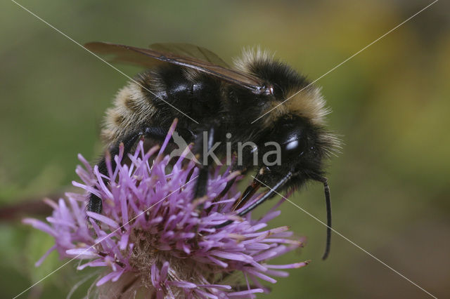 Field cuckoo bee (Bombus campestris)