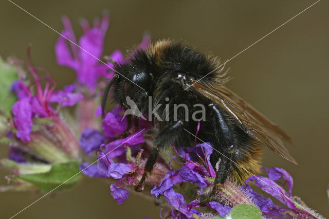 Gewone koekoekshommel (Bombus campestris)