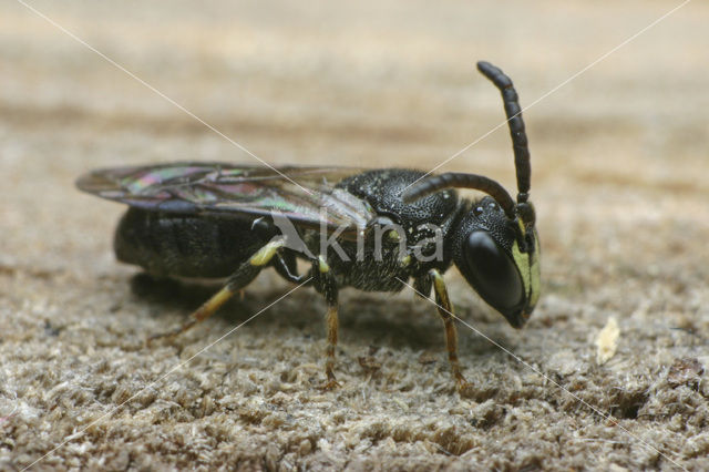White-faced Bee (Hylaeus communis)