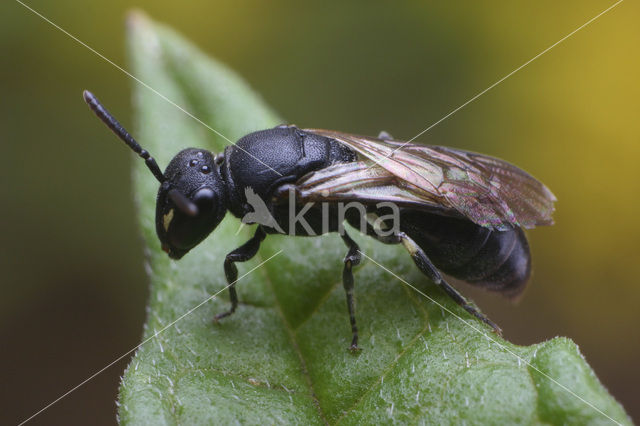 White-faced Bee (Hylaeus communis)