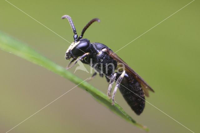 Gewone maskerbij (Hylaeus communis)