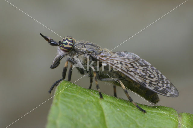 Common cleg fly (Haematopota pluvialis)
