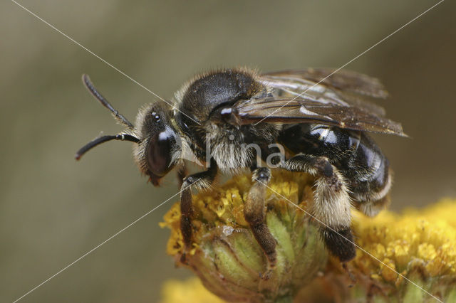 Gewone slobkousbij (Macropis europaea