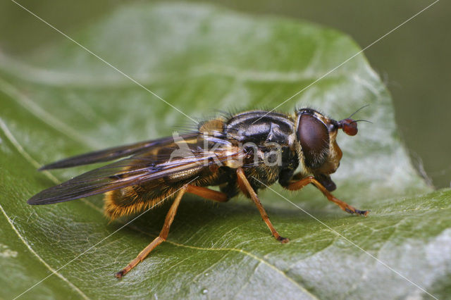 Hoverfly (Ferdinandea cuprea)