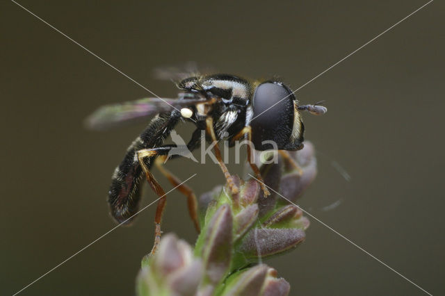 flower fly (Paragus haemorrhous)