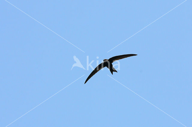 Swift (Apus apus)